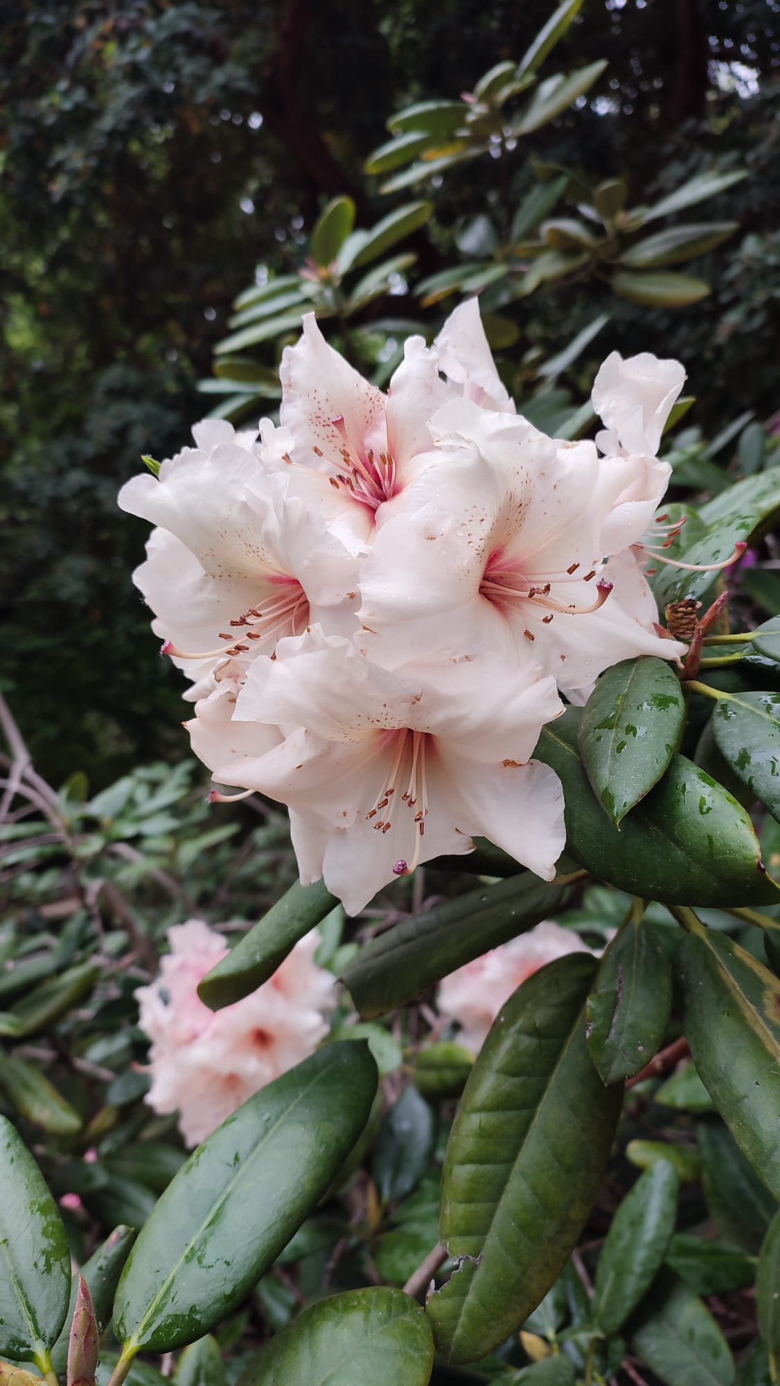 IMG-20230430-WA0132